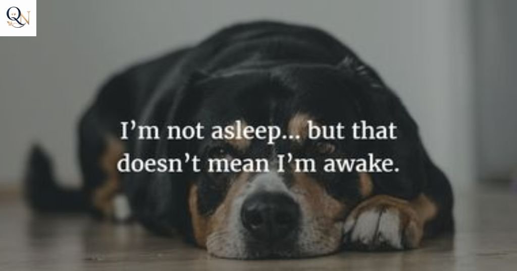 Cute Laugh Before Funny Good Night Quotes